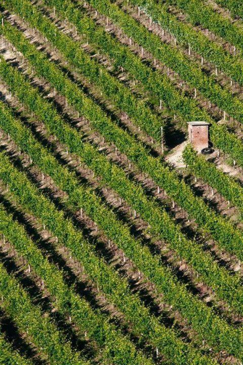 Agriturismo Cascina Rabalot Diano dʼAlba Εξωτερικό φωτογραφία